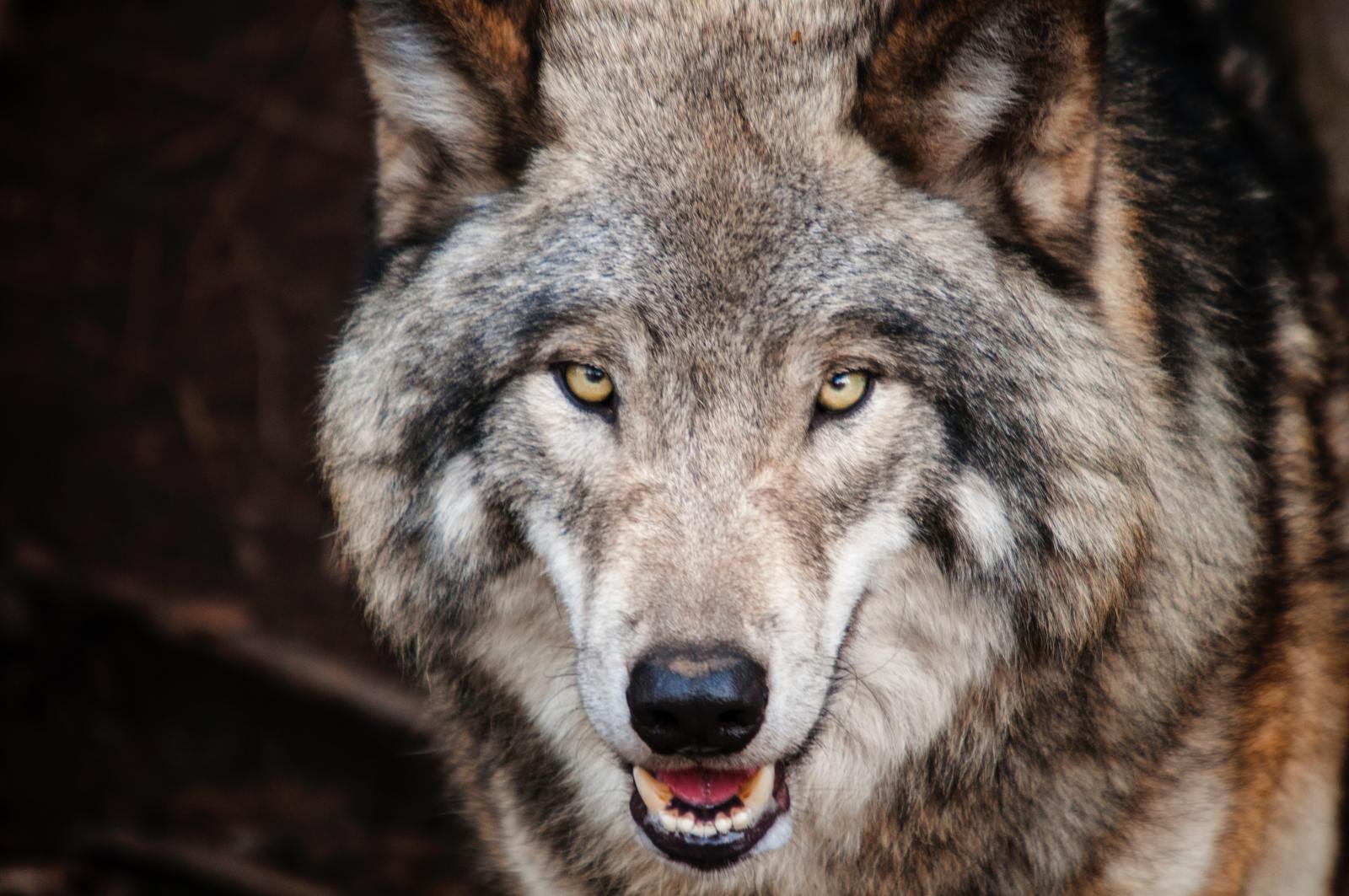 Which of these 6 animals are you?